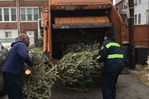 Workers picking up Holiday Trees into a city truck